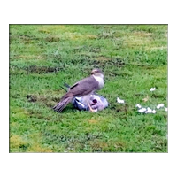 sparrowhawk with pigeon